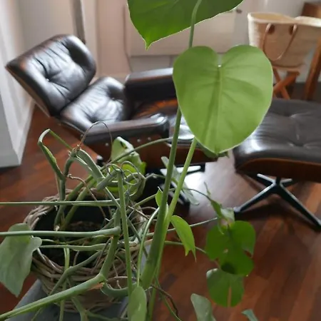 The Sunshine Loft * Livorno